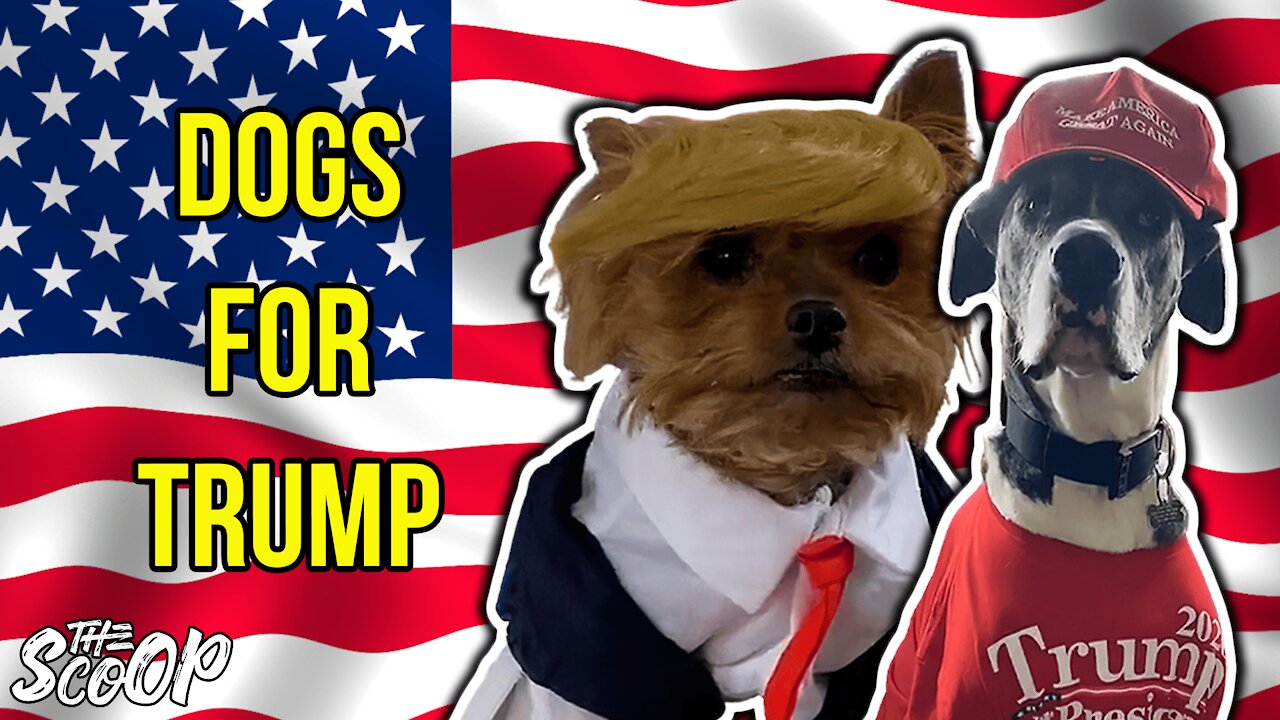 People Show Off Their Trump Supporting Dogs
