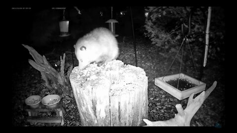 Opossum Joins Us for Dinner