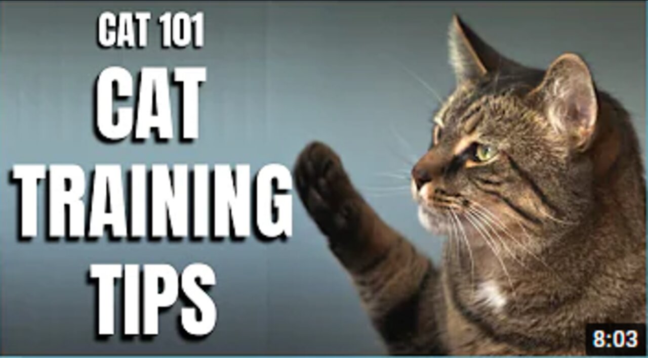 Cats 101 : Basic Cat Training Tips