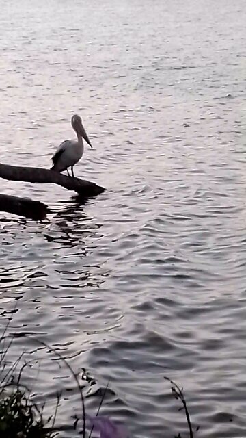 Moody ASMR 👁️ Elemental Offering Deep Waters Lonely Pelican 💙🩶🌊🩵💜🩶🌊🫧