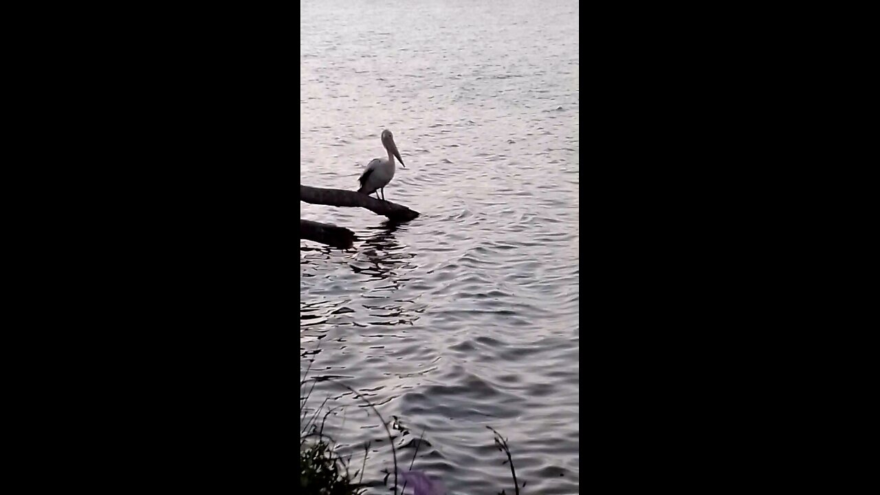 Moody ASMR 👁️ Elemental Offering Deep Waters Lonely Pelican 💙🩶🌊🩵💜🩶🌊🫧