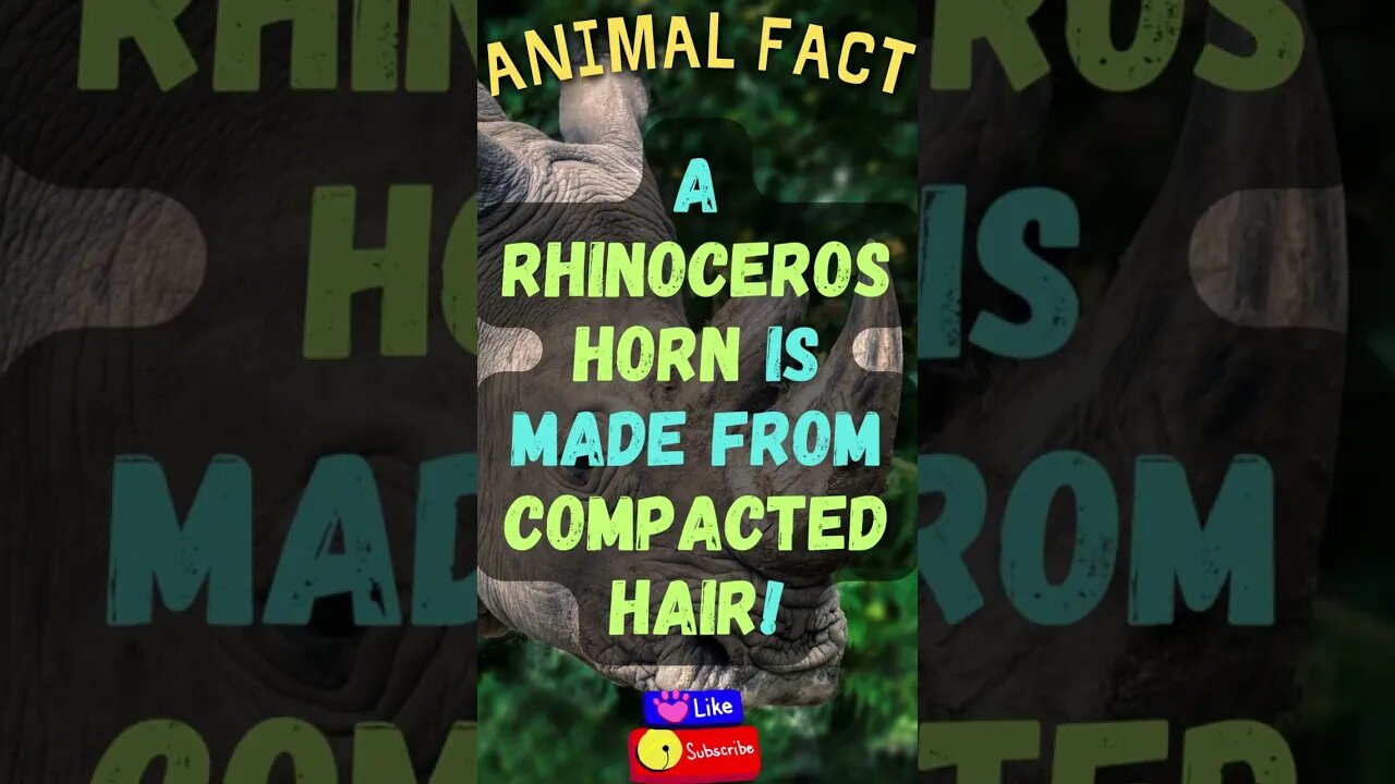 🦏Discover Fascinating Animal Facts👀 #shorts #shortsfact #animalfacts #funfactsshorts #rhino