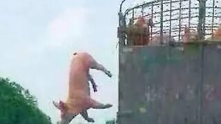 This is the jailbreak master #shorts #animals #funny #ytshorts #cats #dogs #pets