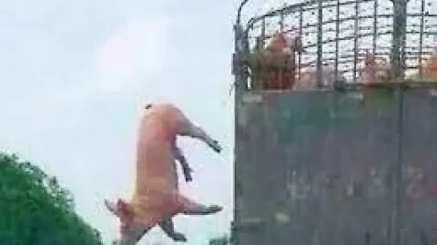 This is the jailbreak master #shorts #animals #funny #ytshorts #cats #dogs #pets