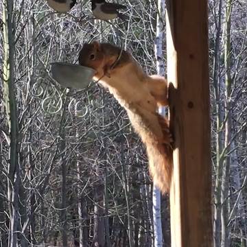 Squirrel Tries To Jump Into Bird Feeder But Fails