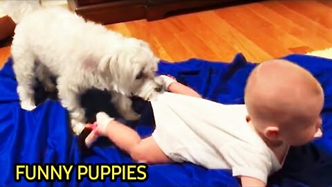 FUNNY PUPPIES AND FUNNY CHILD