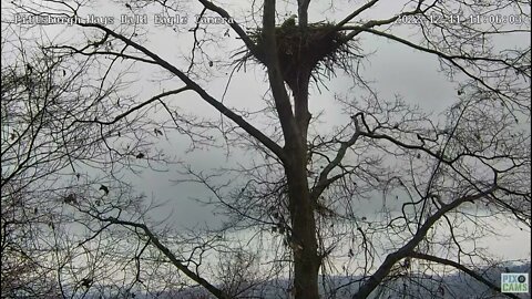 Hays Eagles Dad Chases a Squirrel out of the Nest 12/11/2022 11:05AM