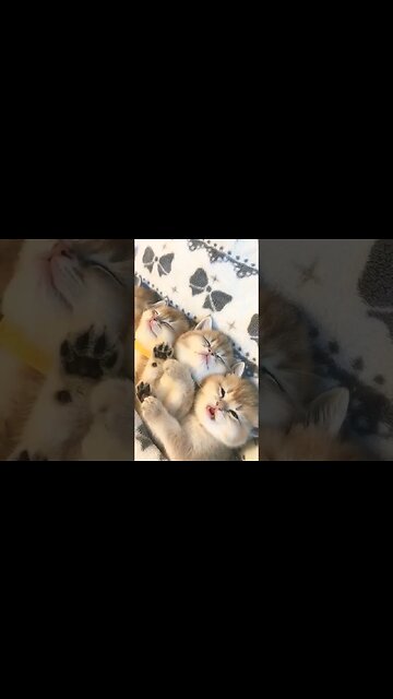 kenapa dia begitu lucu😍#funnyshorts #shortvideo