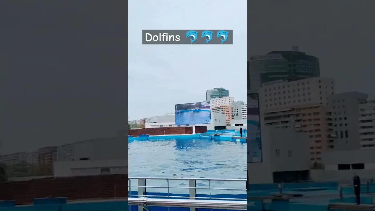 Watch the dolfin's flip #dolfin #oceanografic #biggestaquarium #seaanimals #wildlife #penguin #fun