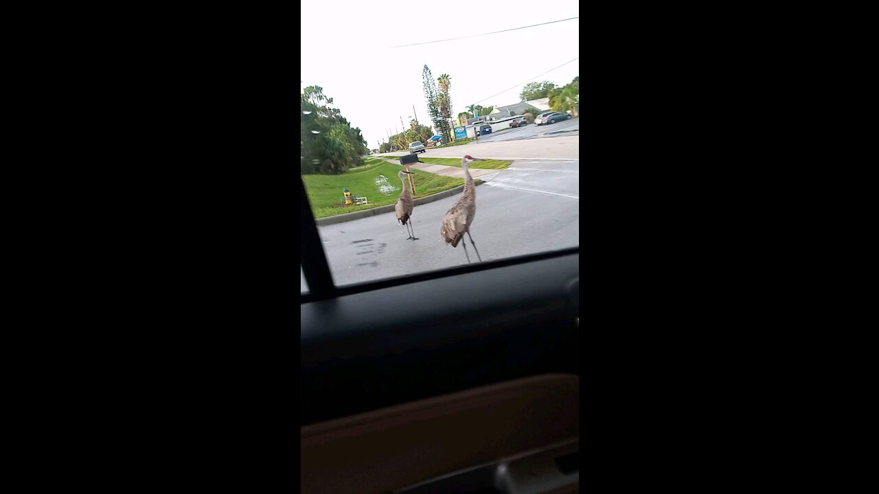 Crazy bird in the street wtf