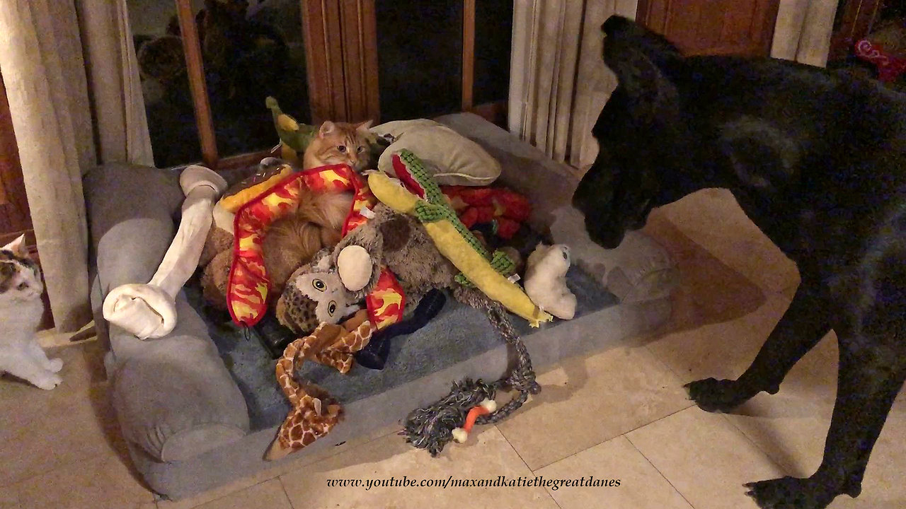 Funny Cat Tunnels Through Great Dane's Toy Box