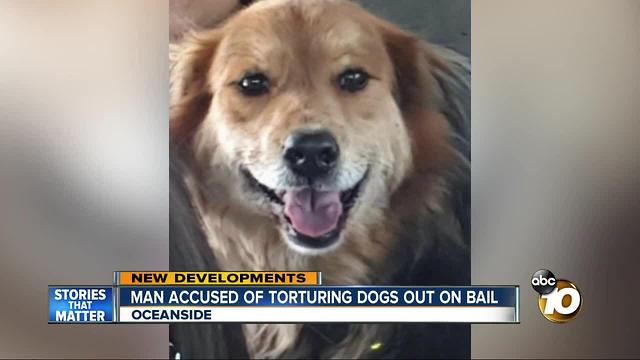 Man accused of torturing dogs out on bail