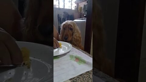 dog , shorts