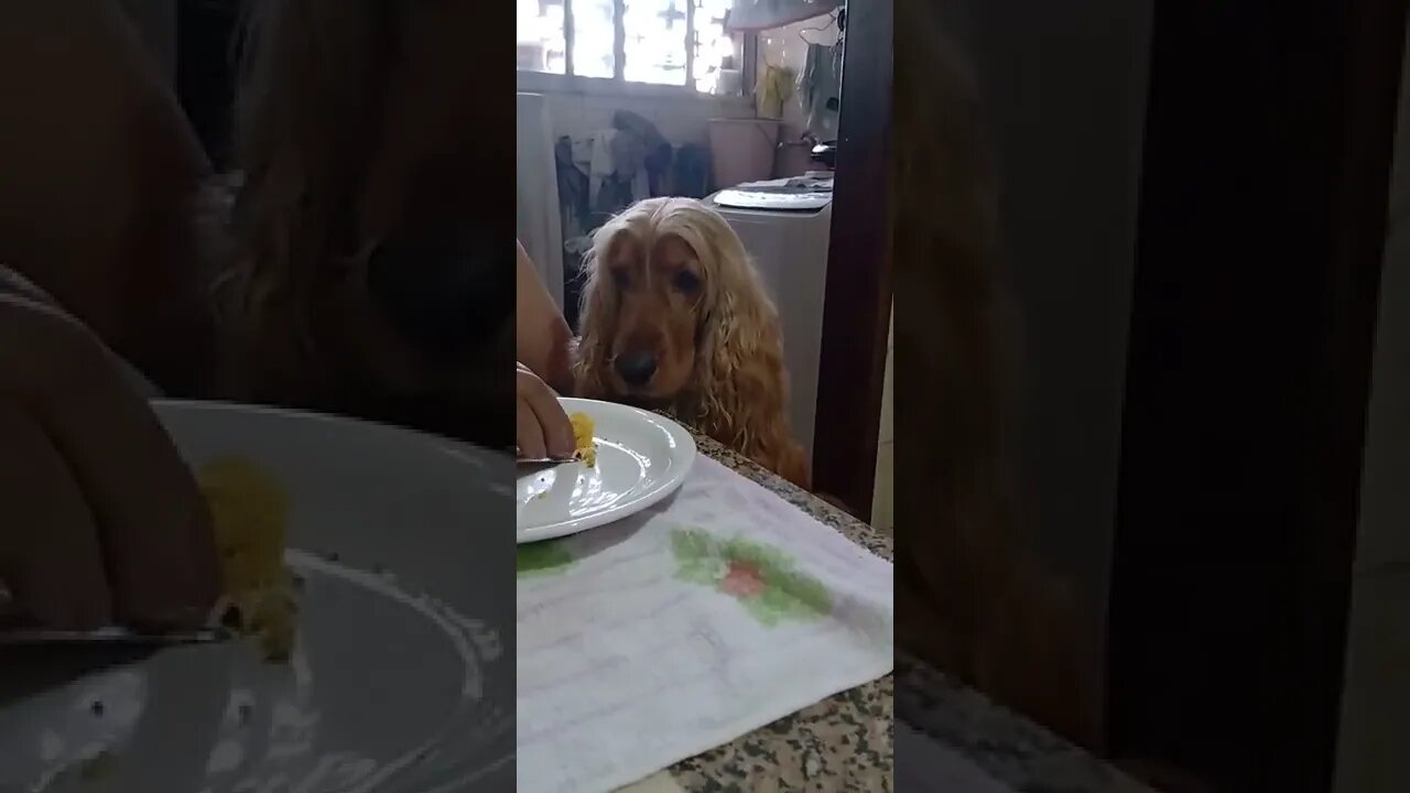 dog , shorts