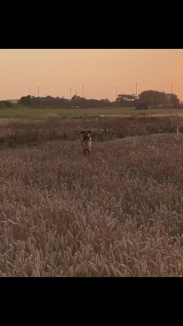 Dog hilarious hops through field like a kangaroo