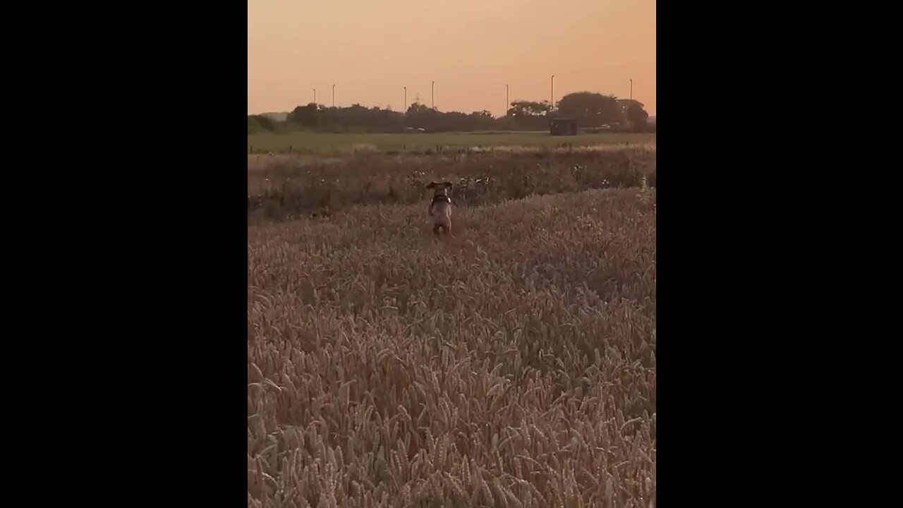 Dog hilarious hops through field like a kangaroo