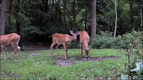 The bucks are just loving the mineral block this year!