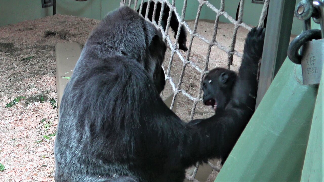 Gorilla baby and father have an adorable tickle fest during playtime