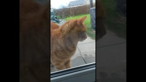 Ginger cat wants to come inside