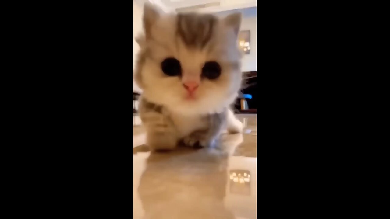 Cat 🐈 Doing cat things 😺 l cute cat moments 2024
