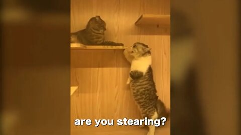 These cats can speak English better, Cats talking !! 😂