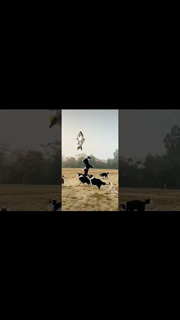 caini care se joaca cu carasul #jmek #caras #gibelio #splashipula #dogs #playing #cute #pet