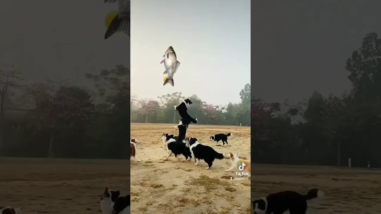 caini care se joaca cu carasul #jmek #caras #gibelio #splashipula #dogs #playing #cute #pet