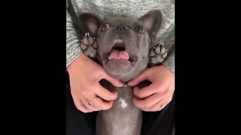 Funny Pets | Funny TikTok | Animals | Dogs!!!