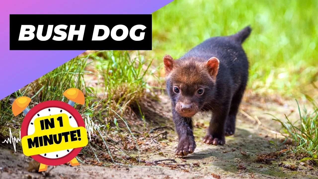 Bush Dog - In 1 Minute! 🐻 One Of The Wild Dogs You Didn't Know Existed | 1 Minute Animals