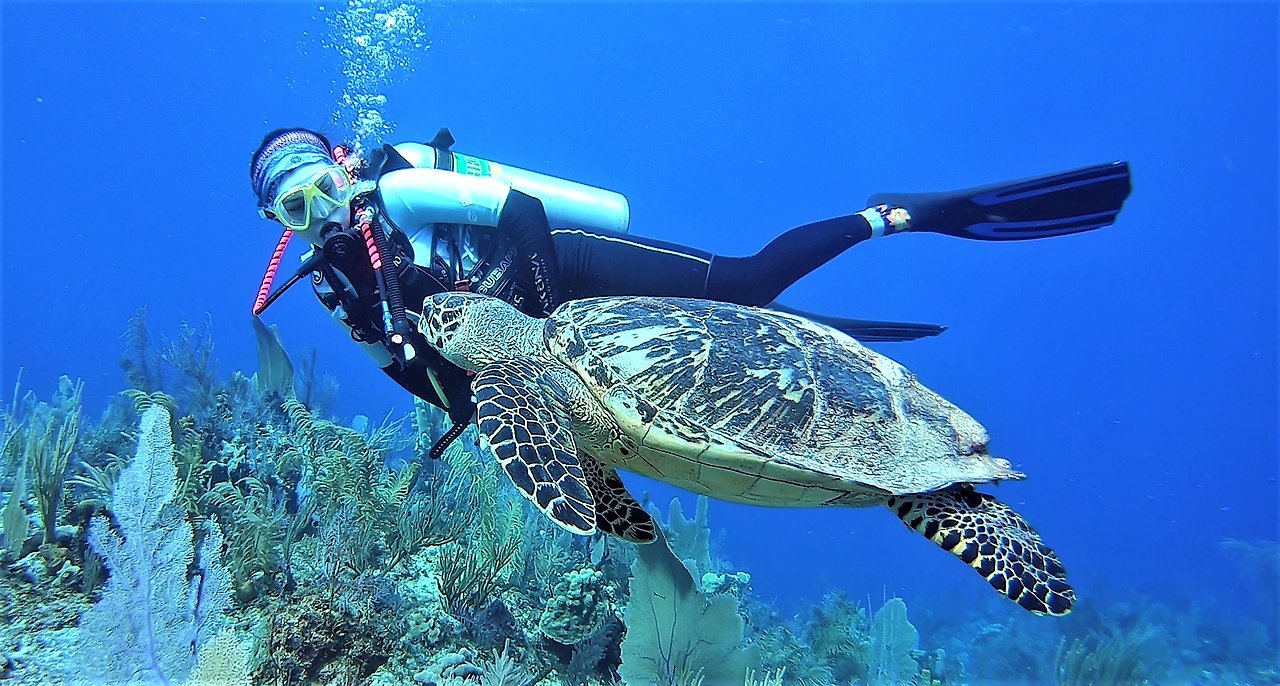 Girl has magical encounter with critically endangered sea turtle