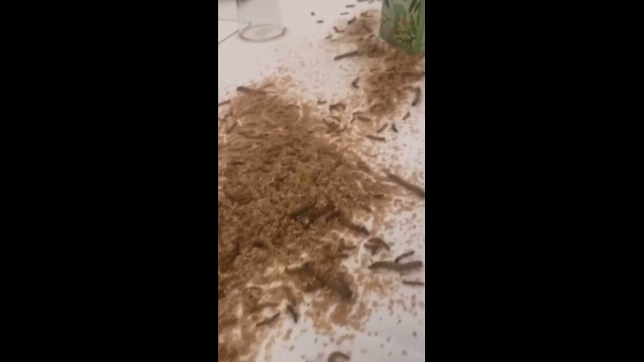 Protesters at the Watergate hotel release hundreds of insects for Netanyahu’s meeting
