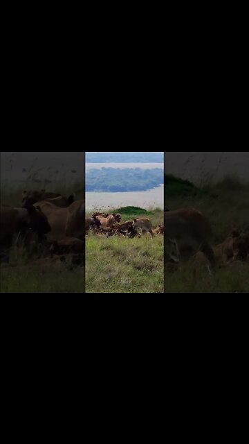 Lion Pride Feast On A Buffalo #Wildlife | #ShortsAfrica