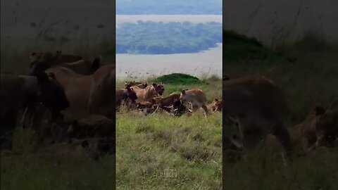 Lion Pride Feast On A Buffalo #Wildlife | #ShortsAfrica