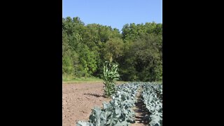 Green Happiness Broccoli Sept 2021