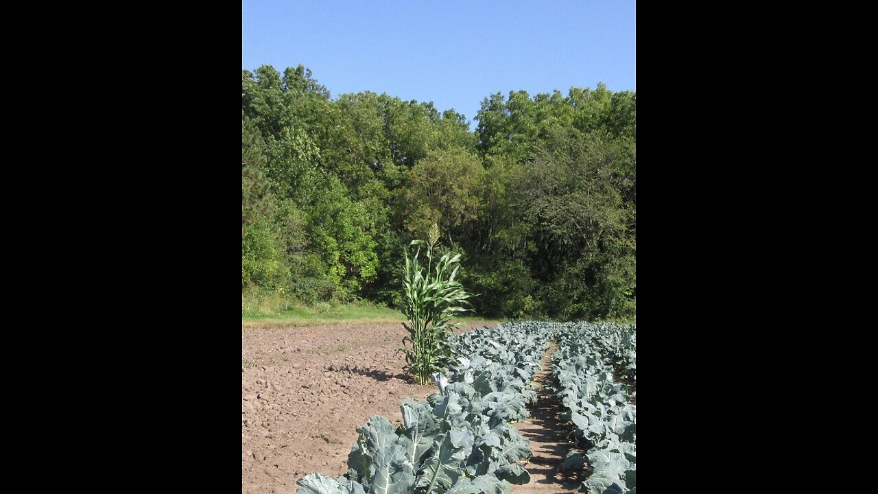 Green Happiness Broccoli Sept 2021