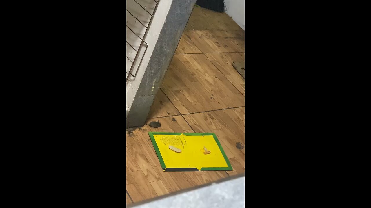 Mouse Get Out Smarted