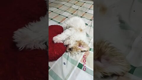 sweet dog coco