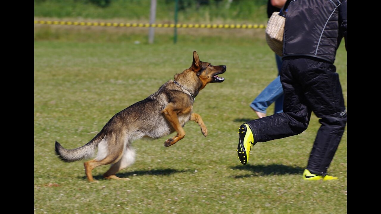 How To Defend Yourself From A Dog Attack Tutorial