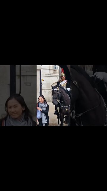beautiful horse #horseguardsparade