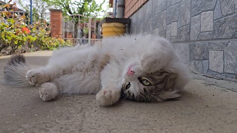 Kitten Rolling Around From Pure Happiness