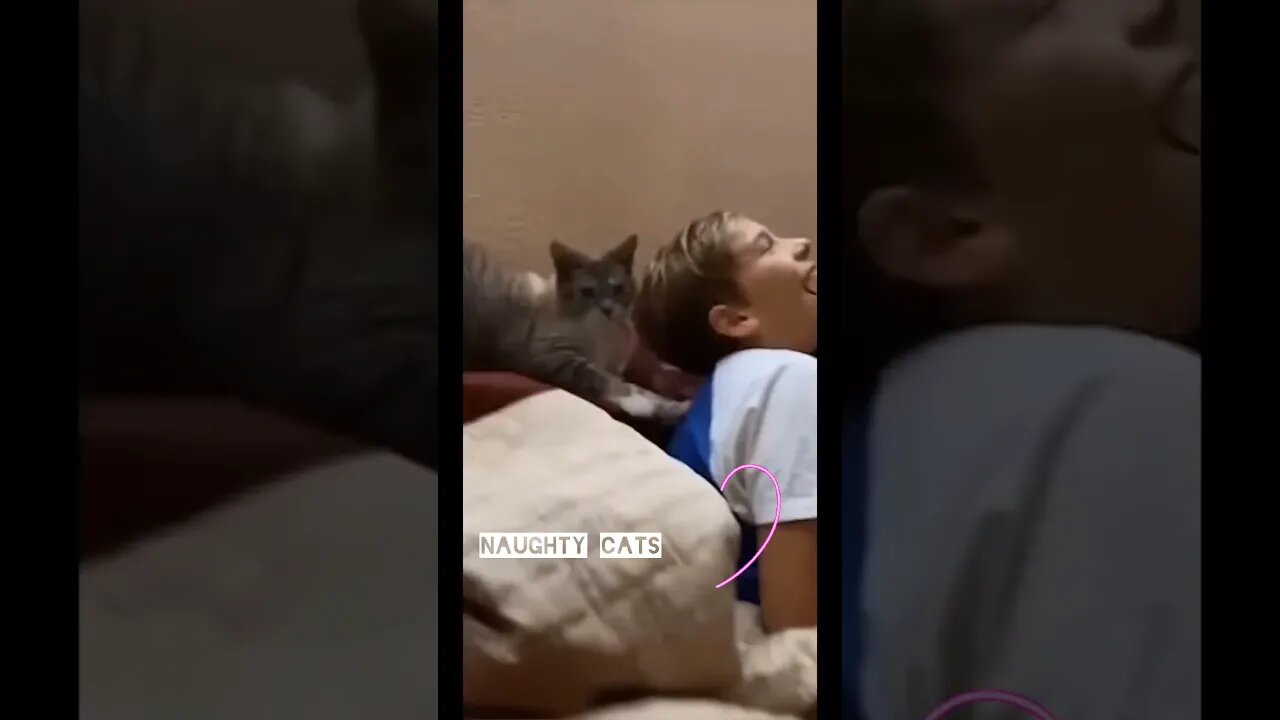 Funny Cats Videos 😂#shortsfeed #cats