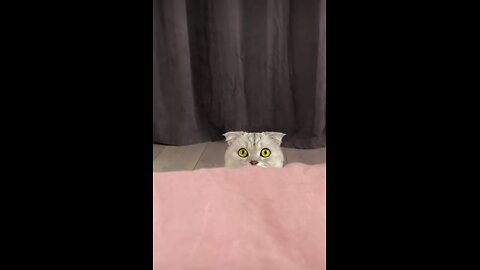 Don,t Forgot To Feed Your Cat