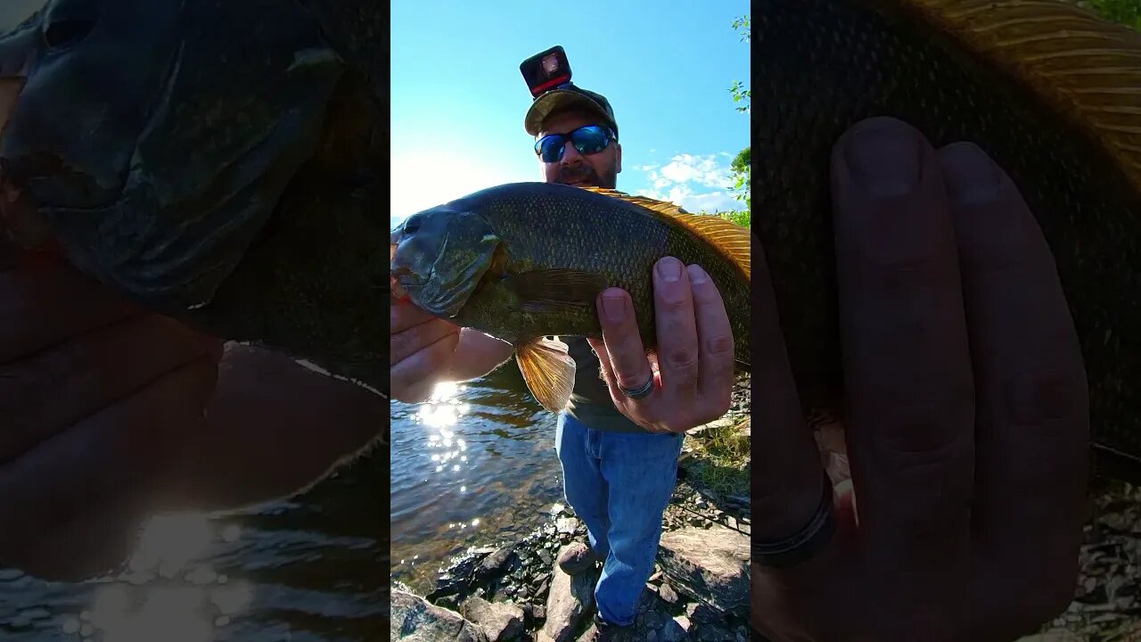 Showing off a Nice Summer Smallies! #shorts #fishingshorts #fishing #bassfishing