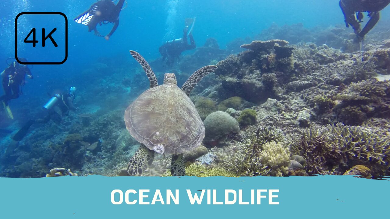 The amazing ocean wildlife, Feel the nature🌊