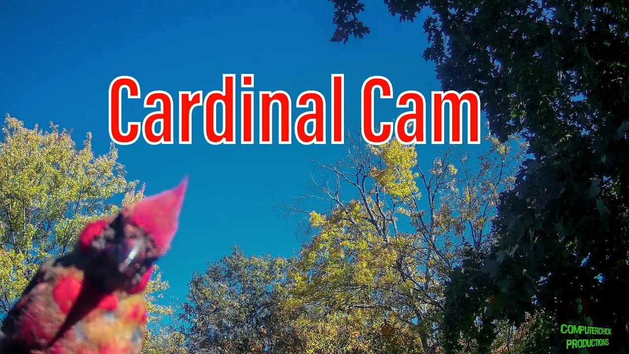 Cardinals - Extreme Close-Up Video