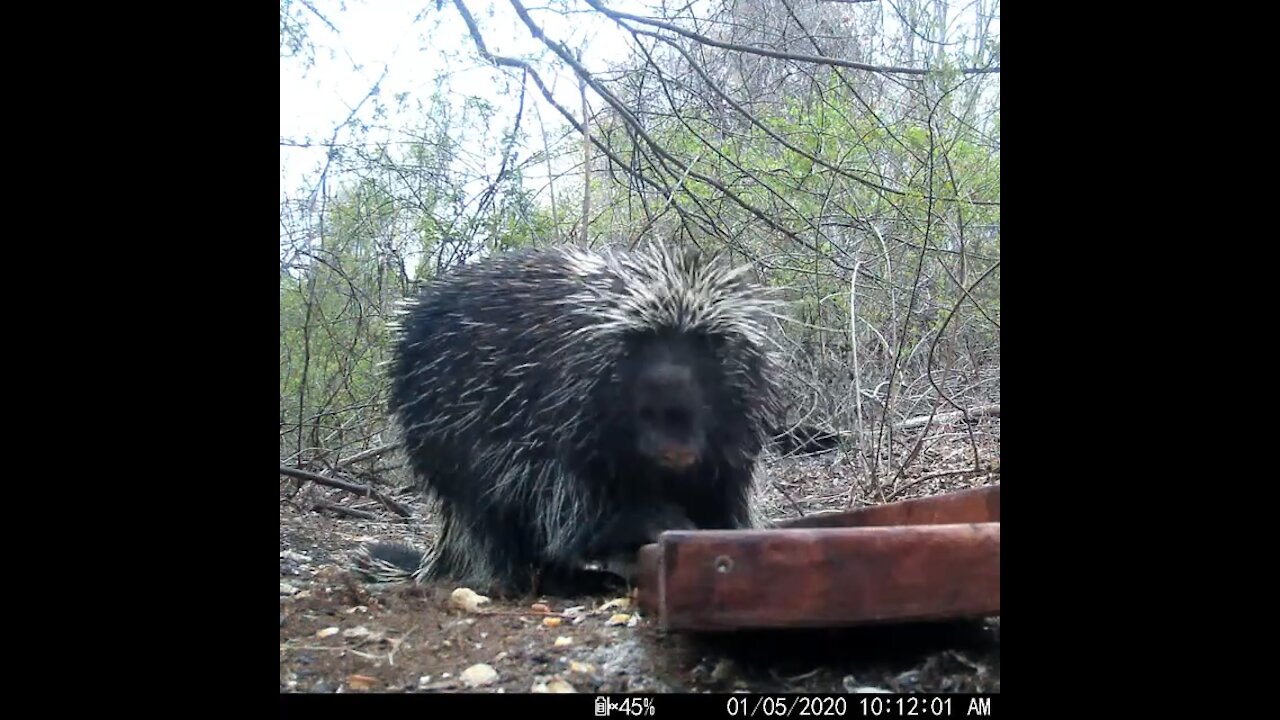 Porcupine out during the daytime