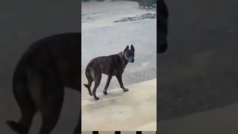 🤣Funny🤣🤣Like and Subscribe 🤣 #best #reels #shorts #funny #dog