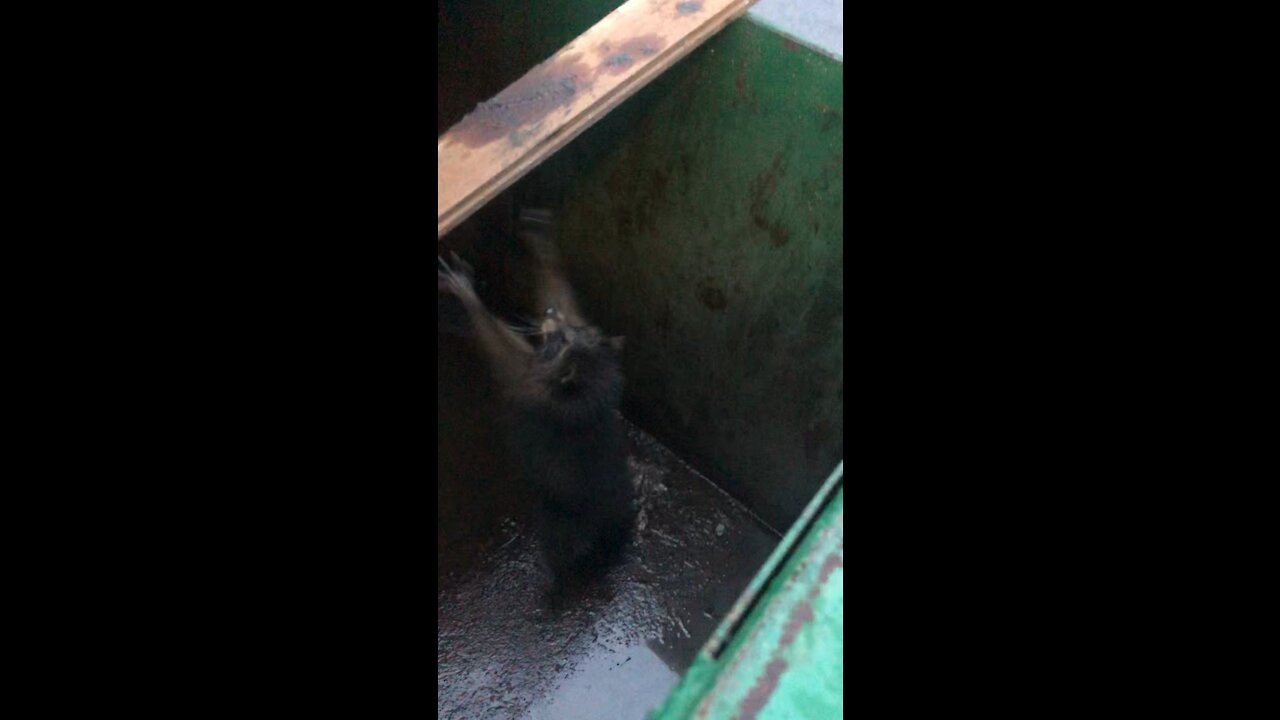 Racoon Rescue