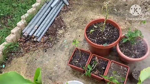 Steven watering the plants