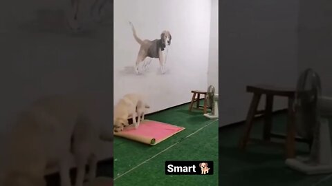 What In The World Did I Just Watch? Part 4 😱🤨🤯 #shorts #animals #video #viral